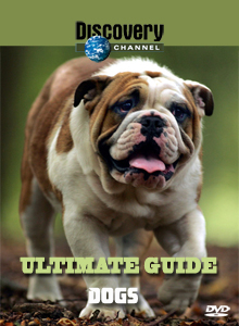 Discovery. Идеальный путеводитель: Собаки / Ultimate Guide: Dogs (1997) онлайн