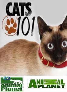 Введение в котоводство / Cats 101 (2009) онлайн