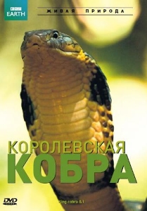 Королевская кобра / King cobra & I (2010)